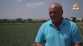 Uwaga na wciornastki i stemphylium w uprawie cebuli