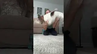 Starting to make some progress on this trick! #papillon #trickdogs #dog #dogtraining #handstand #pup