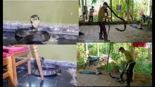 Woman Eats Breakfast Inches from 14-ft King Cobra in Kumta
