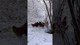 На Кубани выпал первый снег. 16.12.2025