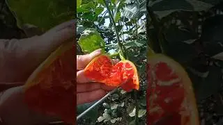 amazing fruit cutting and review #viralvideo #shorts