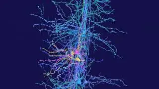 Cortical Column of Neurons