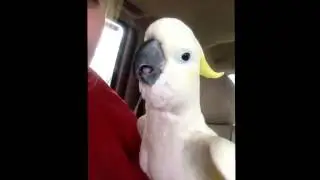 Allahu akbar bird