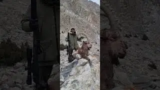 himalayan ibex trophy hunting #himalayan #ibexhunting #hunting #ibexhunter #hunter #huntingstory