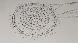 Volvox Diagram। How To Draw Volvox Easily।#volvoxdiagram#botany#algae।