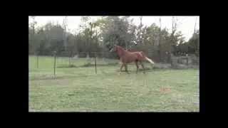 Arabian Horse Nova Makes Friends With Quarter Horse Sammy