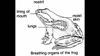 Class 39: Respiratory system of Euphlyctis hexadactylus