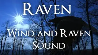 Wind for Study | Raven Sound | Spring Forest | Sunny Day [AMBIENT]