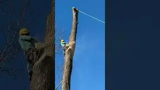#treestump #treetrimming #chainsaw #treeservice #treestumpremoval #atlanta