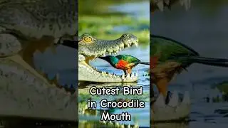 Cutest bird in crocodile mouth