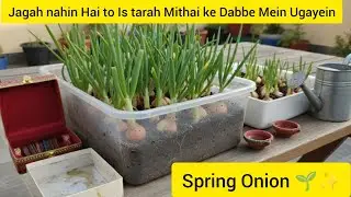 Jagah nahin Hai to Is tarah kitchen gardening Karen mithaai ke chudi ke dabbe mein spring onion