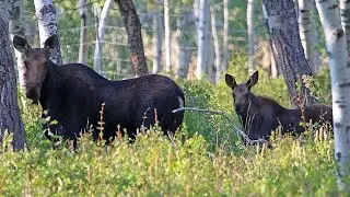 Tips for moose encounter safety in Utah