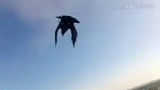 Step By Step Training Crow Bird