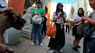 Cash 2.0 Great Dane на Hollywood Blvd в Голливуде, Калифорния 18
