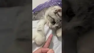 Cute kitten playing with my finger #cute #cat #shorts #kitten