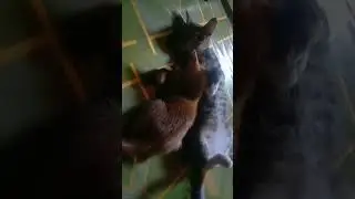 Moca mocu ❤️ #shortvideo #shorts #youtubeshorts #shortsfeed #cat #funnycats #kucinglucu