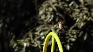 Taking video and photos of Bird in Malki Forest |12.12. 2025| Canon m50 mark ii with canon 55-250mm|