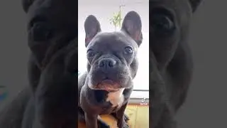 WHEN SOMEONE ASKS ME HOW MUCH MONEY I SPEND ON MY DOG (TikTok Meme) #shorts | Princess Praga