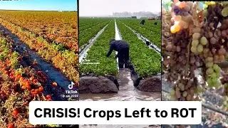 America&rsquo;s Crops Are Rotting: Empty Fields, No Workers