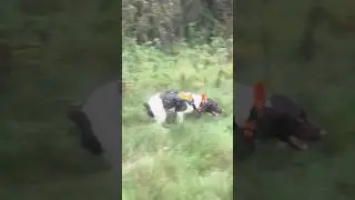 Detection Dog Molly searching in long grass