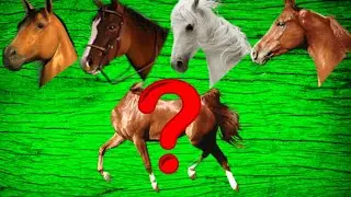 #PinglaTV WRONG HEADS!!! WRONG HEADS HORSE, WRONG HEADS FUNNY VIDEO,