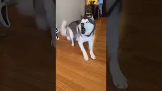 Husky Freaks Out Over Scream Mask &mdash; Priceless Reaction