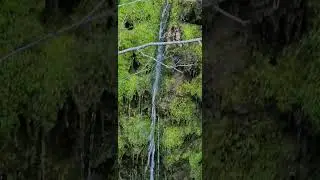 Moss Falls?
