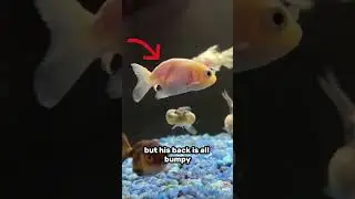 Deformed (low quality) goldfish