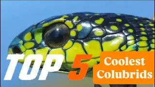 Top 5 Coolest Colubrids‼️