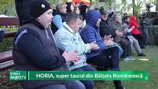 Horia, super taurul din rasa Bălțata Rom&acirc;nească 29 10 2024