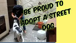 Please Adopt a Street Dog | Indian Dogs | Special Thanks to  Dr.VijayKumar  | #damanjeet