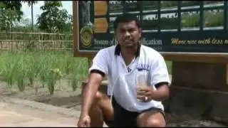 Organic System of Rice Intensification Part 3/3