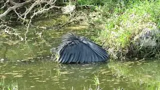 Black Heron 