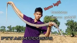 NEMU ULAR BANDOTAN MACAN GEDEK!!! (Ptyas mucosus)
