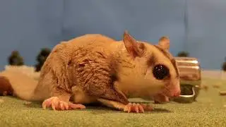 sugar glider fling squirl cut singing exotic pet funny adorable fun rap