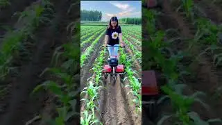 A woman operating a small, red-orange gasoline mini cultivator in a field of young corn plants