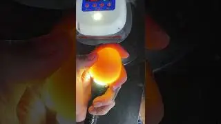 candling  duck eggs