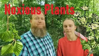 Noxious and Poisonous Plants &ndash; Poison Ivy, Poison Hemlock, Giant Hogweed