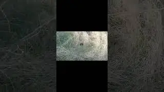 Их стало очень много