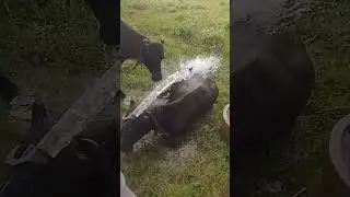 Buffalo #buffalo #buffalobathing  #buffalodairy #buffaloes #buffalolife #buffalolovers #dairyfarm