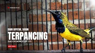 BUNYI INI BIKIN BURUNG SOGON AUTO GACOR  #pancingansogon #sogongacor #sogon