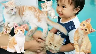 Kucing lucu di caffe cats and ice cream PVJ Bandung