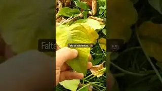 Hojas amarillas en Limoneros y Naranjos! 🍋