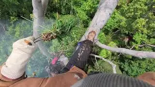 Tree Climbing for Honey Hunting Part 2 &ndash; Extreme Wild Bee Challenge JTN4j6QQD1M part2