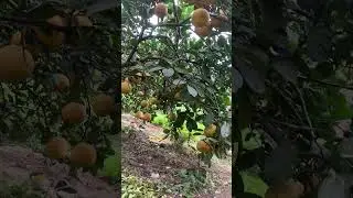 My only grapefruit tree in the garden #soulofvietnam #beautiful #gardening #fruit