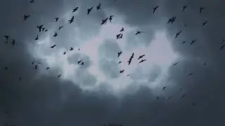 Thunder Effects background video#backgroundvideo #sky #thunder #timlapse