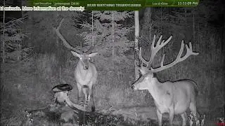 Дикие животные. Wild Animals.  LIVE Animal Cam. Transylvania, Romania, Europe.