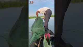 Unexpected catch  a snake in the net #fishing #rural #handfish #fishing #fish #shortvideo 