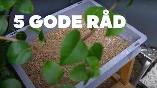 5 gode r&aring;d, n&aring;r du h&aring;ndterer melormelarver.