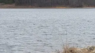 Winter Giant Bass on Alabama Rig